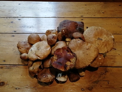 i funghi appena raccolti pronti per essere cucinati