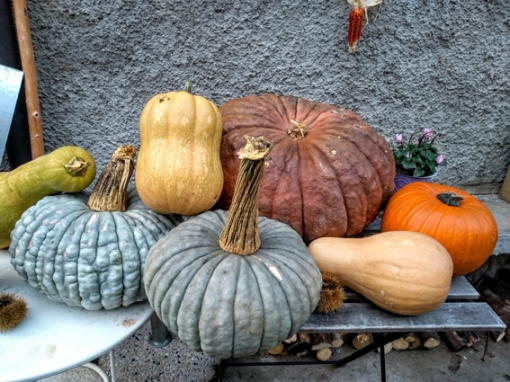 E dai nostri orti zucche che sembrano un quadro